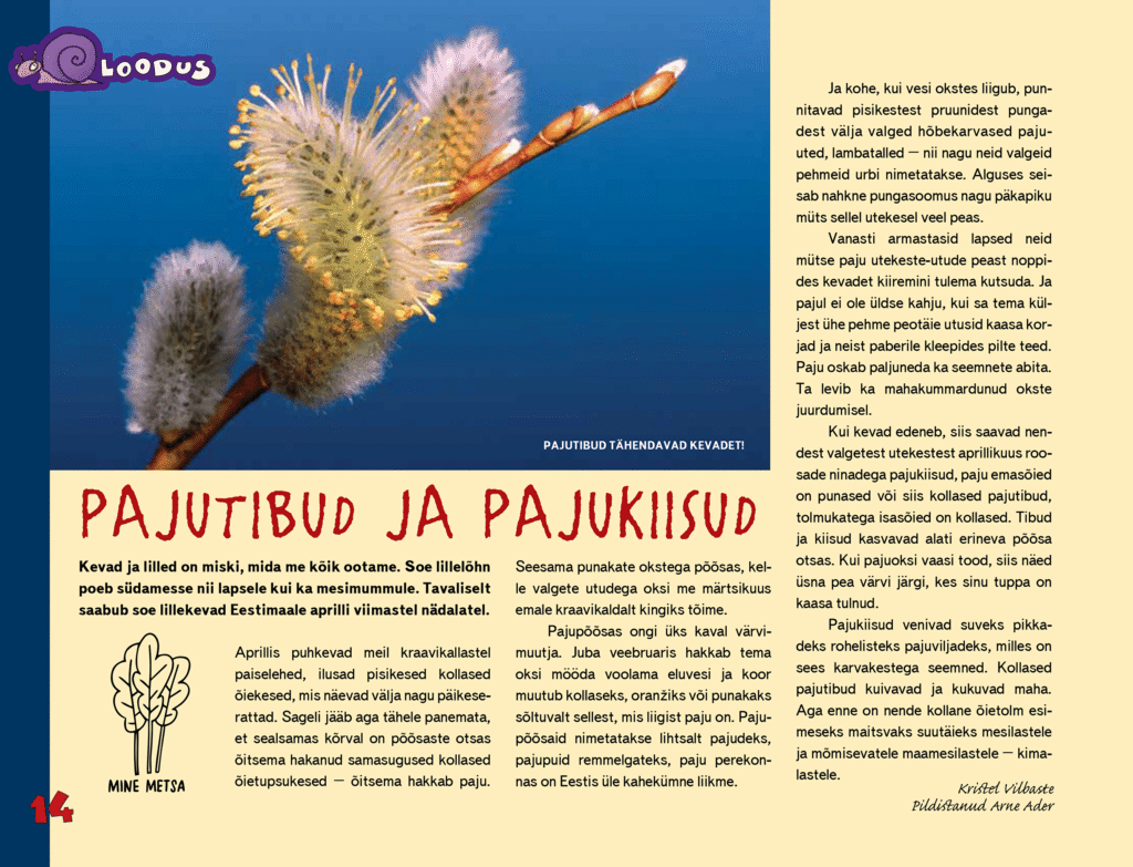 Pajutibud ja pajukiisud