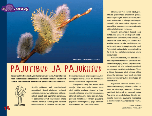 Pajutibud ja pajukiisud