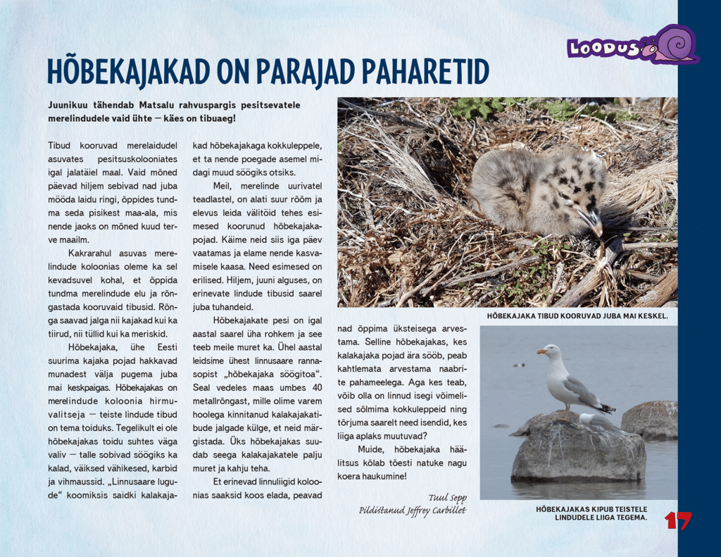 Hõbekajakad on parajad paharetid