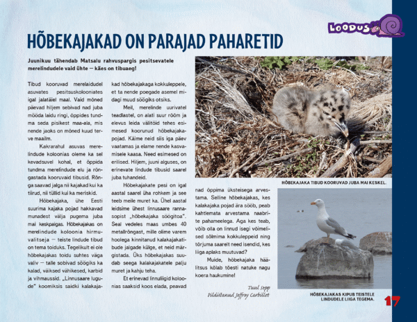 Hõbekajakad on parajad paharetid